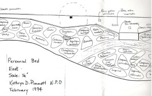 PerennialBedOriginalScan